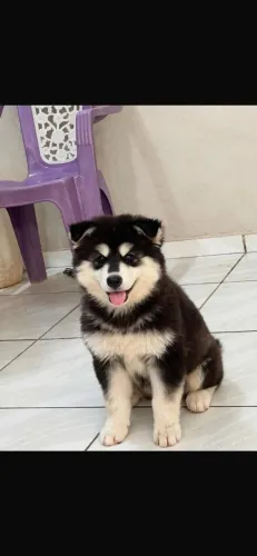 VENDE SE FIKHOTE DE HUSKY SIBERIANO