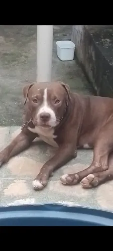 Pitt bull