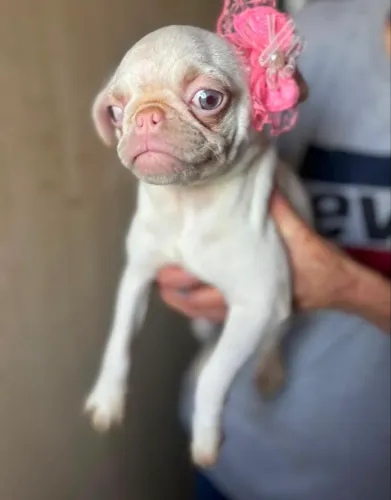 Pug fêmea albina