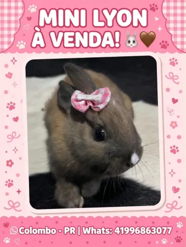 Coelhos lion