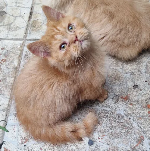 GATO PERSA