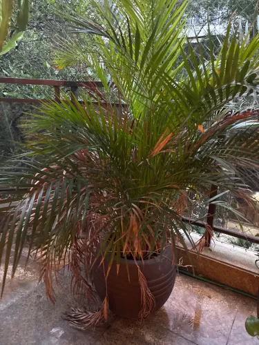 Palmeira-Areca 1,5m 