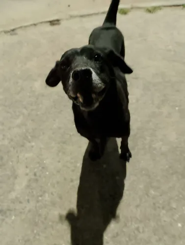 Adota Negão, ele perdeu o dono
