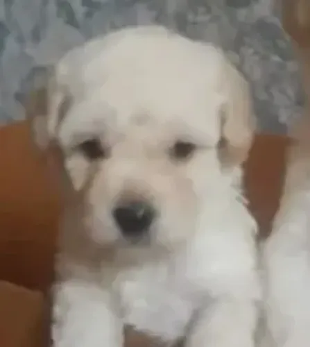Poodle Mini Filhotes Totalmente Branco.