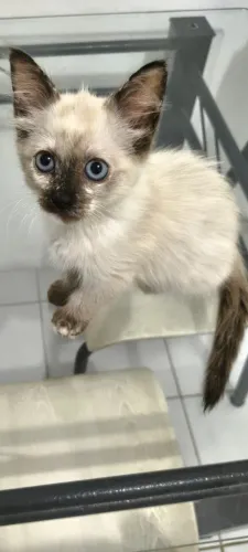Gatinha siamês 
