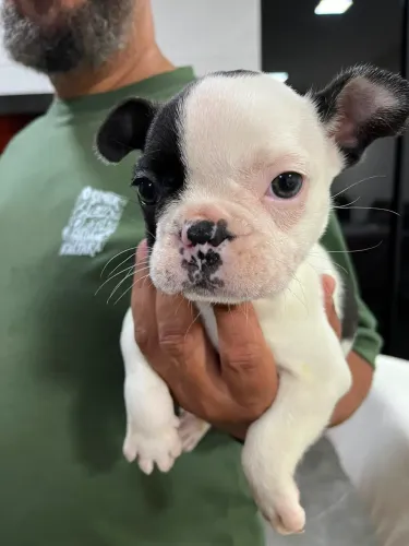 Buldogue francês lindos demais