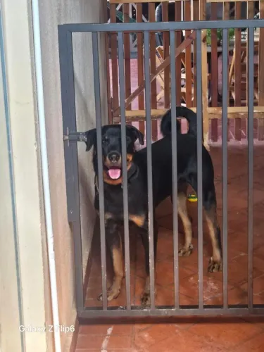 Doação rotweiller macho vacinado e vermifugado