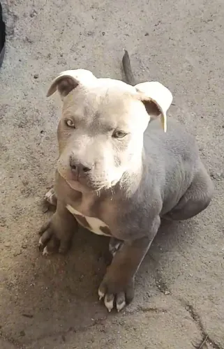 Filhote de Pitbull, disponível