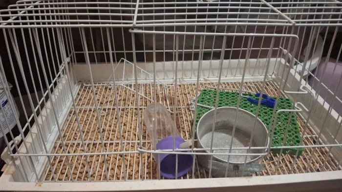 Cerdadinho gaiola para roedores porquinho da Índia coelhos