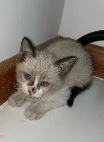 Doa-se gato filhote