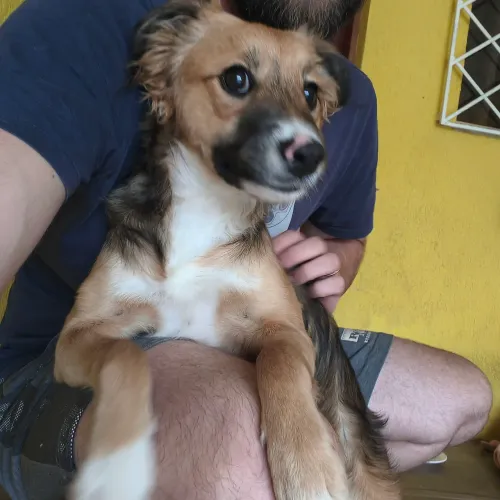 Doase cachorra femea se 1 ano 