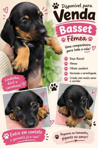 Basset fêmea e macho