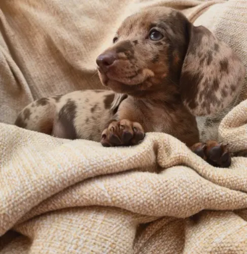 Procurando uma salsichinha? Conheça nossas fêmeas Dachshund