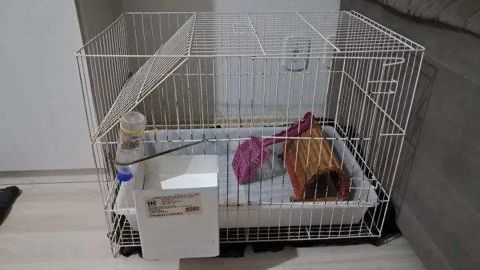 Gaiola usada para porquinho da India