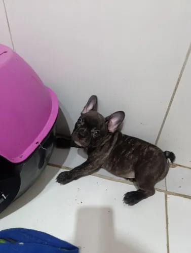 Buldog francês