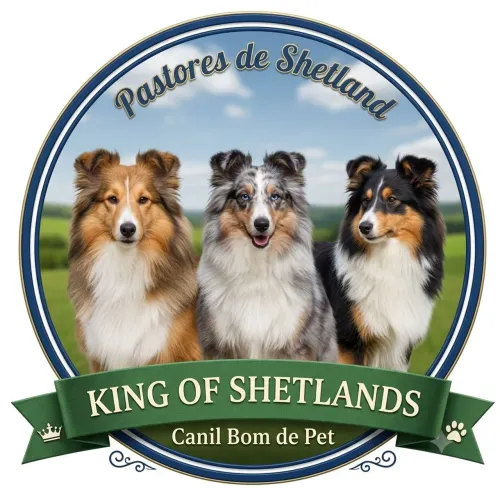 Pastor de Shetland disponíveis.