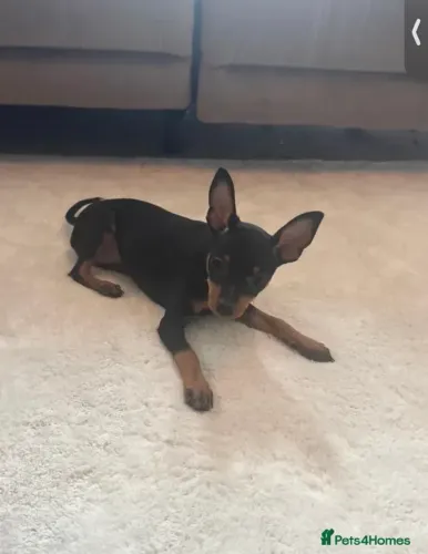 Pinscher/Pincher Cachorro de Raça Pura Macho e Fêmea com Garantias São Paulo