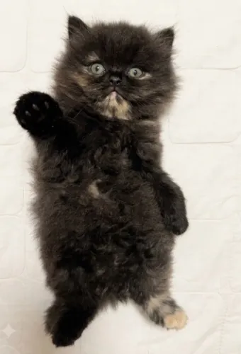 Gato