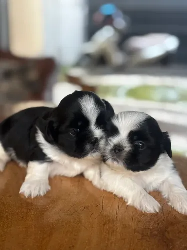 Shih Tzu