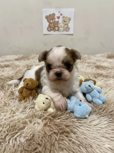Shih Tzu