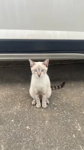 3 filhotes de gatinhos para adoção!