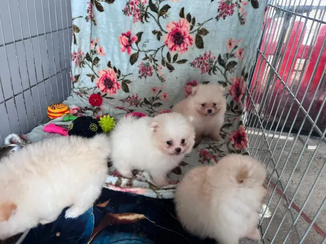 Lulu da Pomerânia