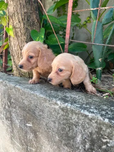 FILHOTES DACHSHUND DISPONÍVEIS