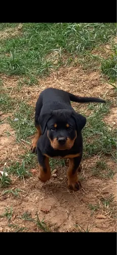 Filhote de Rottweiler