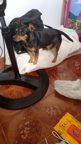 Procura-se cachorro