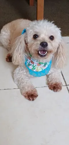Poodle fêmea 