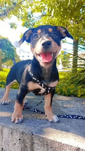  Cachorro pra doaç?o con 2 mese y medio con su 1ra vacinas motivo de viaje