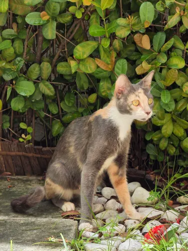 Adoção Responsável- Gata tricolor 