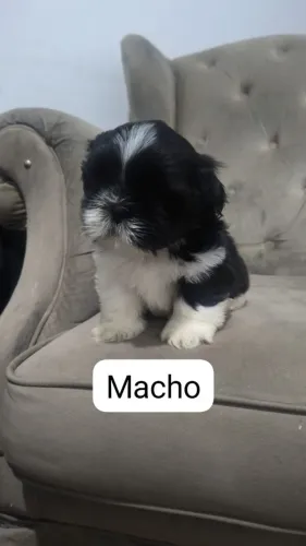 Filhotes de shih tzu