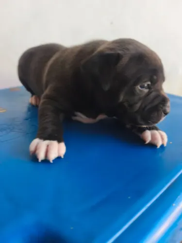 Pit Bull 