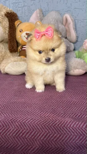 Spitz Alemão