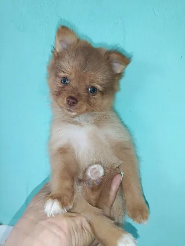 Vendas de filhote poodle ?