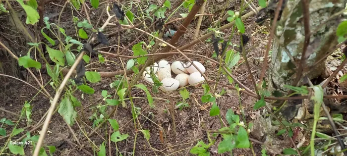 Ovos de galinha caipira ( tanto para consumo com para chocar)