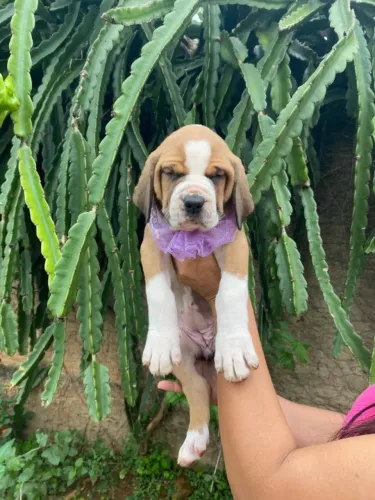 Fila brasileiro 