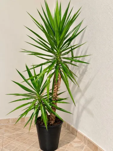 Palmeira Yuca