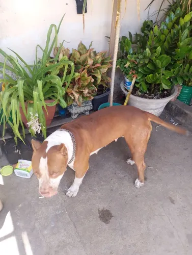 Pitbull fêmea super dócil