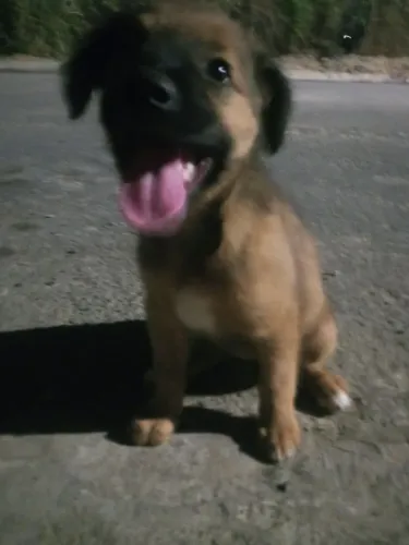 Cadelinha para doação