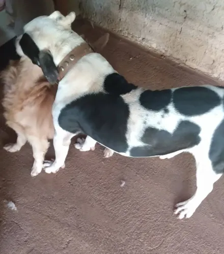 Cachorro