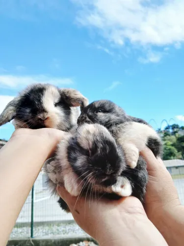 Mini coelhos Lop, Netherland, Lion