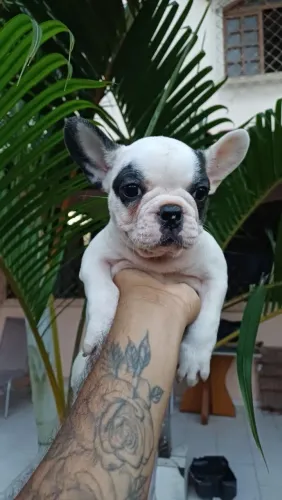 Linda femea de bulldog françês disponivel