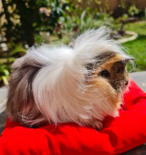 Porquinho Peruano pelo longo