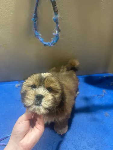 Vendo filhote de lhasa com 65 dias já verificado