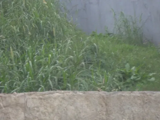 TERRENO RESIDENCIAL em TABOÃO DA SERRA - SP, PARQUE MONTE ALEGRE