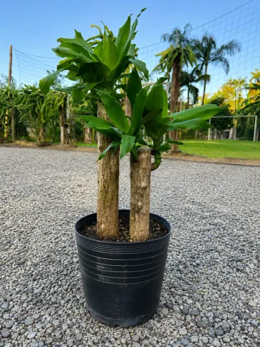 Planta Pau D? Água