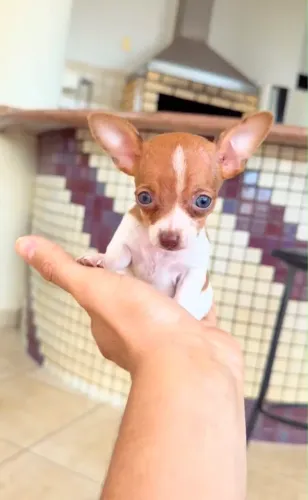 pinscher femea