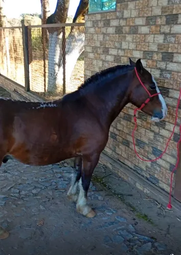 Cavalinho piquira
